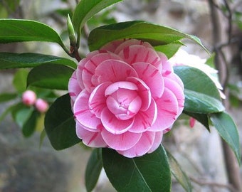 5pcs Camellia flower seeds HW96009-16