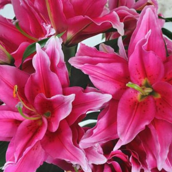 Oriental Lily Bulbs Etsy