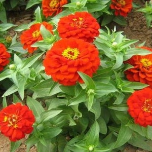 50 Zinnia Flower Seeds BW91011-3