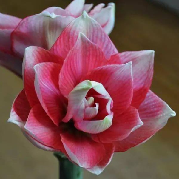 2 Amaryllis Vittata Bulbs FW95210-46