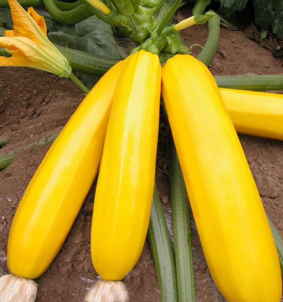 5 Golden Zucchini Yellow Courgette Vegetable Seeds VW91019 - Etsy