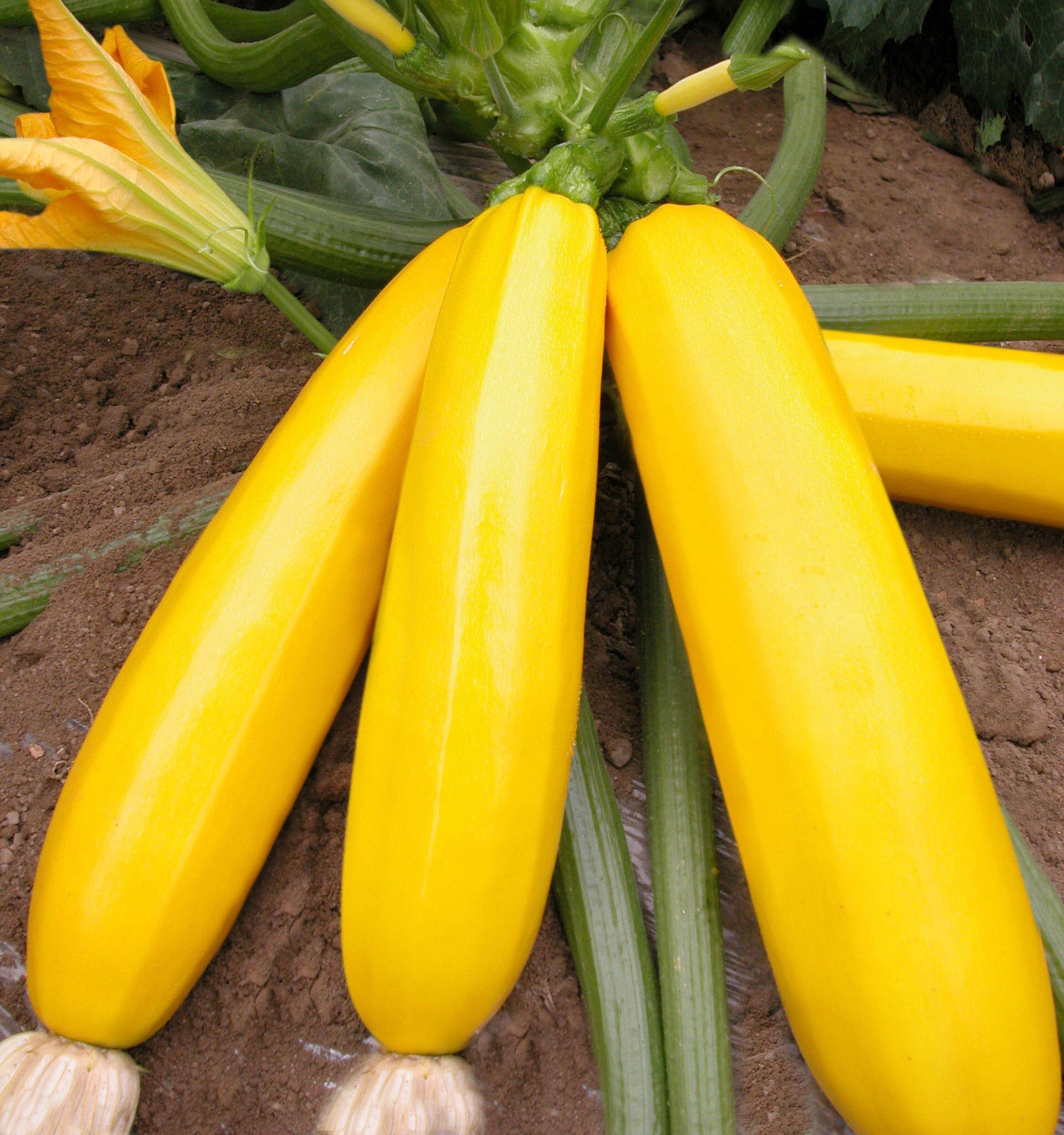 Courgettesauteさま・ご確認用 5 Golden Zucchini Yellow Courgette Vegetable Seeds VW91019 - Etsy