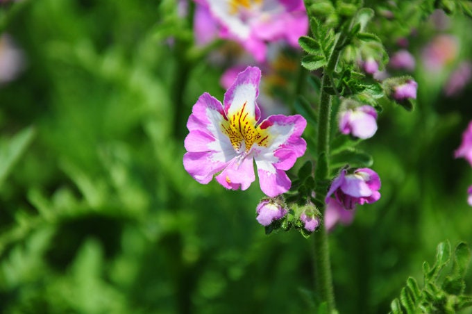 30 Schizanthus Butterfly Flower Seeds EW91007-3 - Etsy
