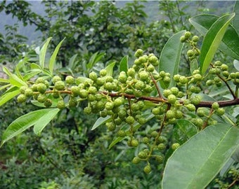 20 Green Sichuan Pepper Seeds FW94050