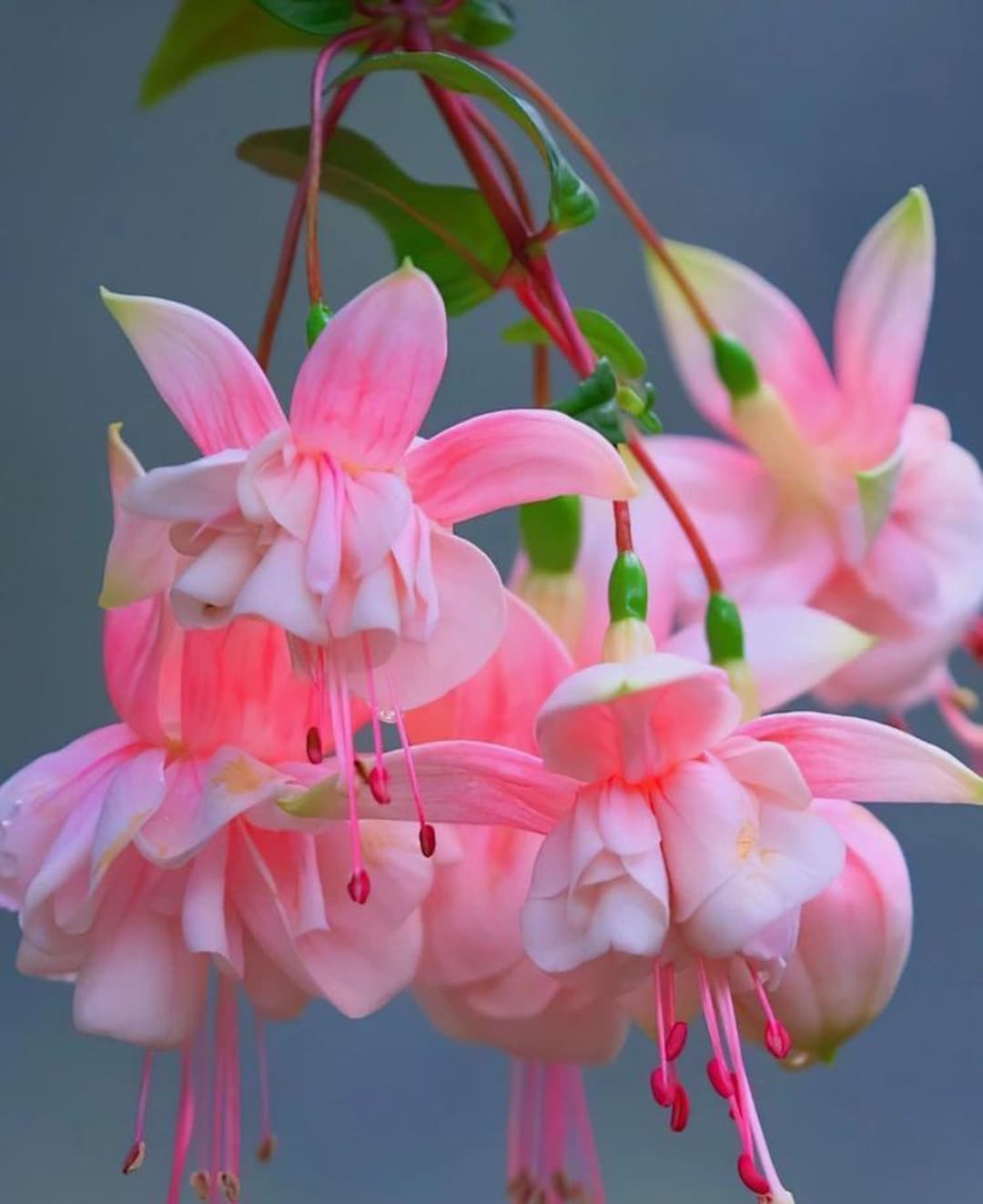 50 Fuchsia Flower Seeds FW95226-38 - Etsy