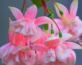 50 Fuchsia Flower Seeds FW95226-38