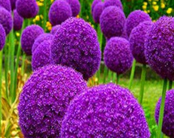 20 Giant Ball Onion Allium Christophii Huge Hardy Perennial Seeds CW91008