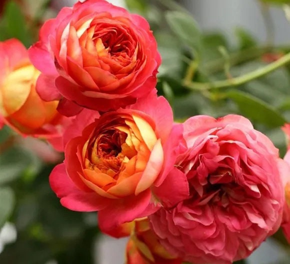 10 ROSE Rosa Bush Flower Seeds BW97001-62 - Etsy