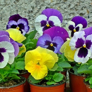 40 Pansy Flower Seeds BE81026-26 - Etsy