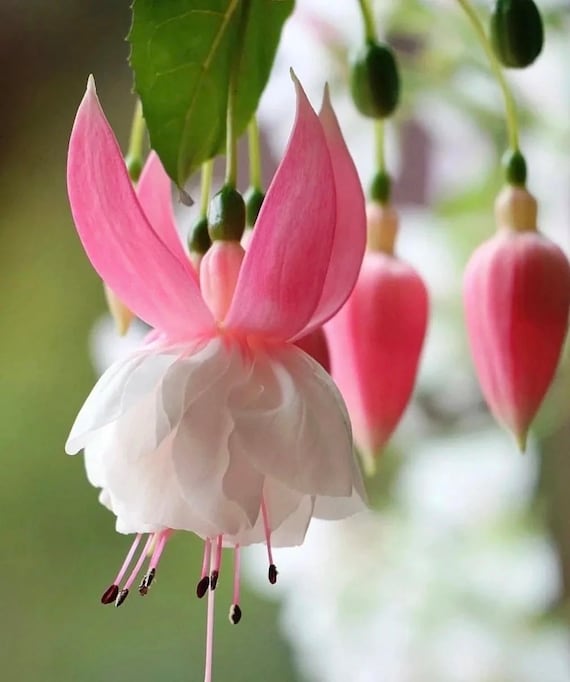 50 Fuchsia Flower Seeds FW95226-101