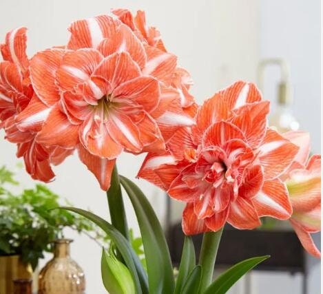 2 Amaryllis Vittata Bulbs FW95210-97
