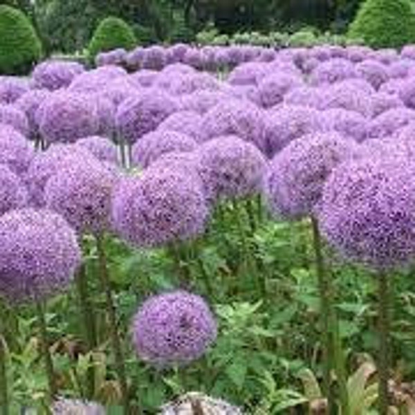 20 Giant Ball Onion Allium Christophii Huge Hardy Perennial Seeds CW92008-5