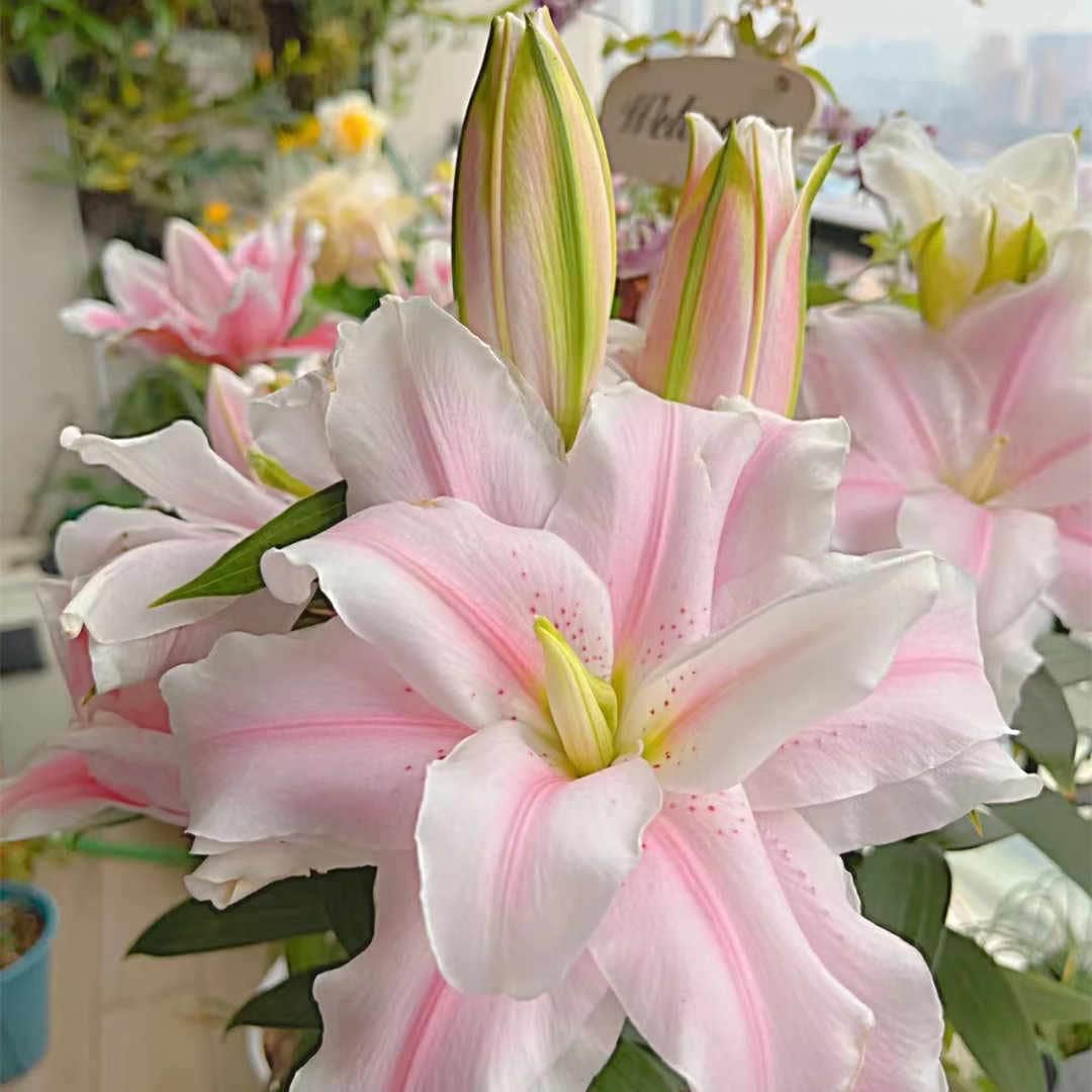 FTD Pink Lily #4298X - Florist Delivery in Chicago and Suburbs