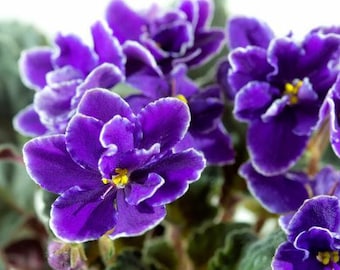 Puede incluir: Primer plano de flores de violeta africana. Los pétalos son de un púrpura intenso con bordes blancos y centros amarillos. La imagen muestra varias flores con hojas verdes en el fondo, creando una exhibición vibrante.