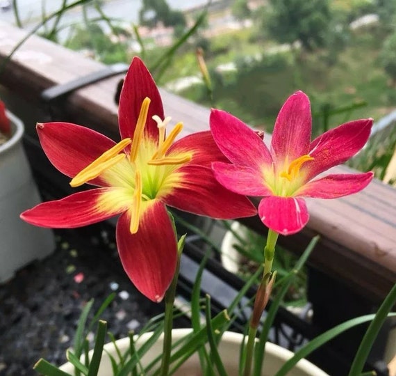 Lily VAN ZYVERDEN Mammoth Tall Red and Yellow Lily Empoli Bulbs