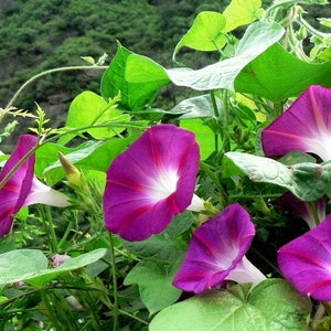 10 Tall Morning Glory Seeds BW91032-4