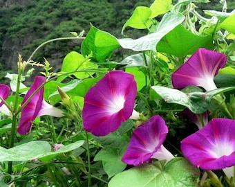 10 Tall Morning Glory Seeds BW91032-4