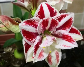 2 bombillas Amaryllis Vittata FW95210-113