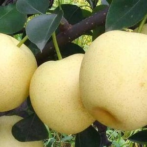 May include: Close-up of ripe, yellow pears hanging from a tree branch. The pears are smooth and have a slightly textured surface.