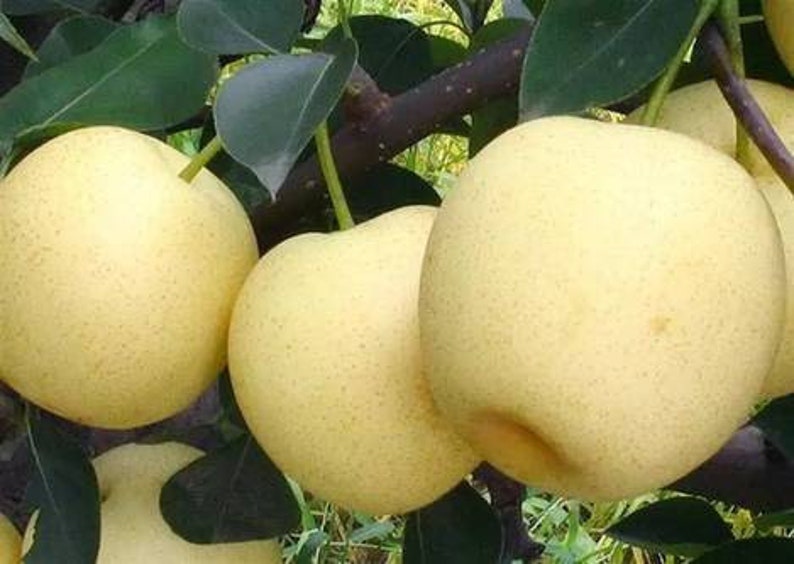 May include: Close-up of ripe, yellow pears hanging from a tree branch. The pears are smooth and have a slightly textured surface.