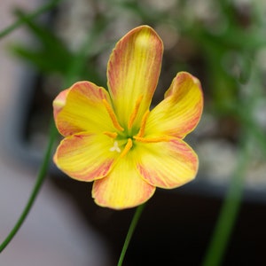 2  Yellow Rain Lily Bulbs TW91030-26