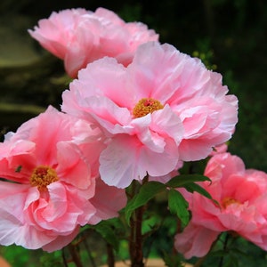5 Peony Flower Seeds BW95000-9