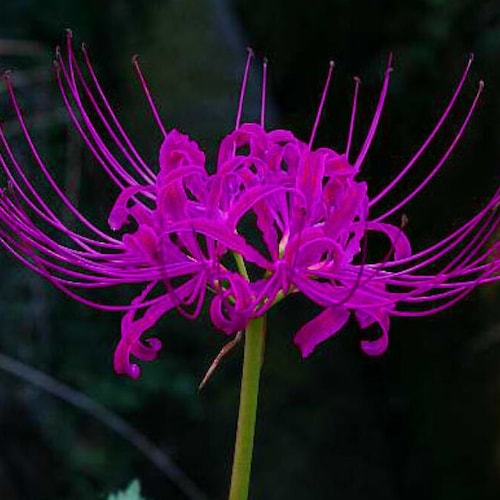 Lycoris.　1207 KENTEX Launches Lycoris Recoil Collaboration Watch – Limited