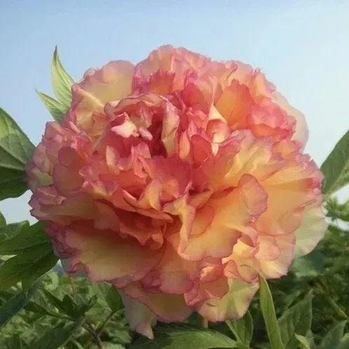 VAN ZYVERDEN Peonies Bulbs Mixed Colors (Set of 6 Roots