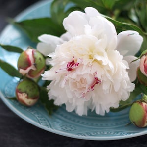 5  Peony Flower Seeds BW991010-12