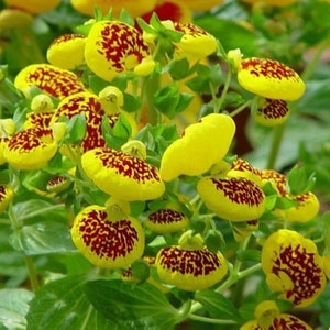 10 Rare Slipper Flower Fascination Flower Seeds EW91001-9