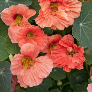 10 Tropaeolum majus Flower Seeds AW95028-19