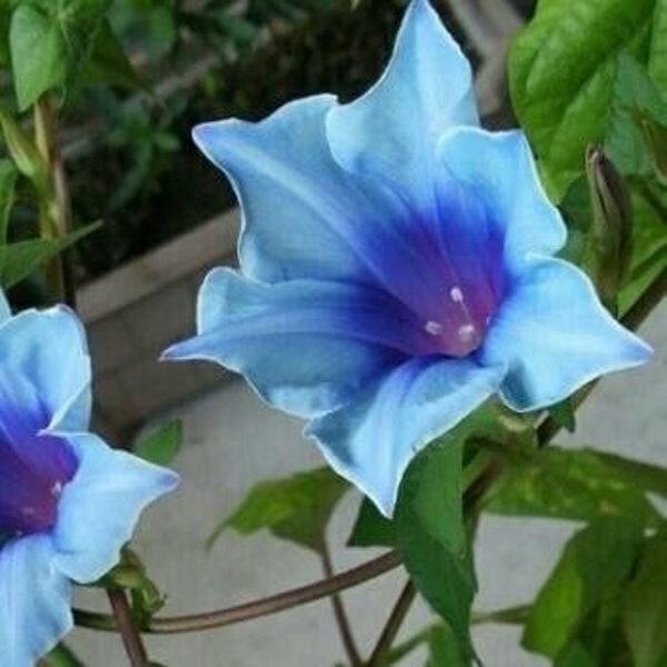 10 Morning Glory Flowers Seeds BW95002-22