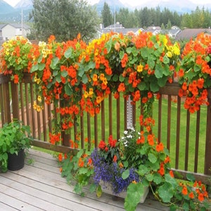 8 Nasturtium Seeds AW95028