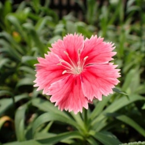 20 Dianthus chinensis Flower Seeds DW91003-21