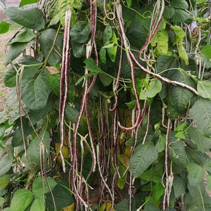 30 Yard Long Bean Seeds AW98095