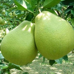 5 Pomelo grapefruit seeds FW94040