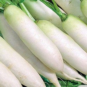 400 Lunar White Carrot Vegetable Seeds VW91011