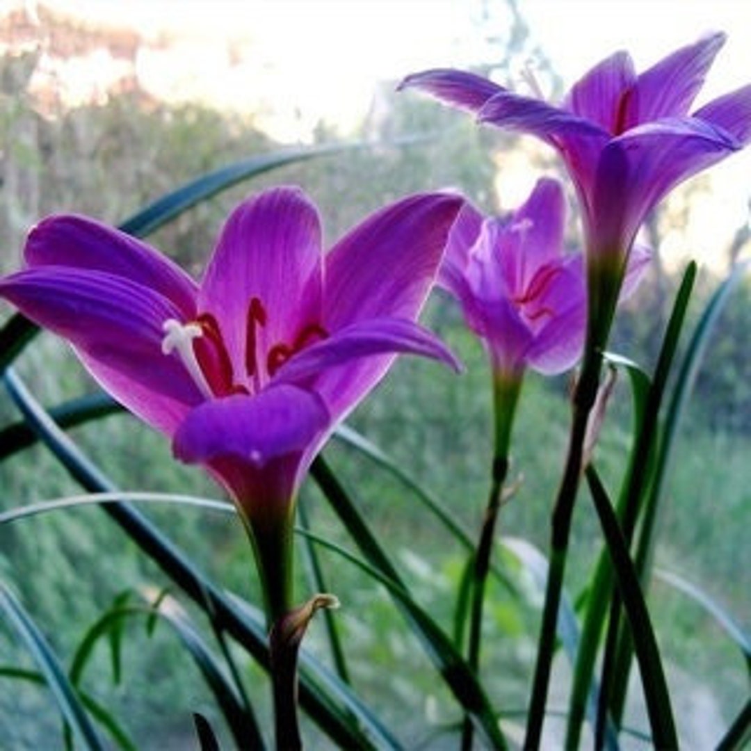 Van Zyverden Patio Lily Orange Pixie with Orange Metal