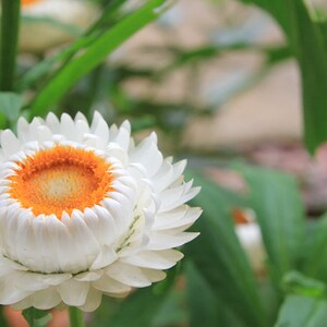 30 Strawflower Helichrysum Bracteatum Seeds BW95003-3