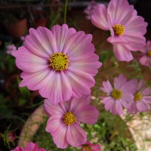 50 Pink Cosmos Picotee Seeds Flower Seeds BW91001