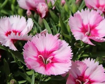 20 Dianthus chinensis Flower Seeds DW91003-2