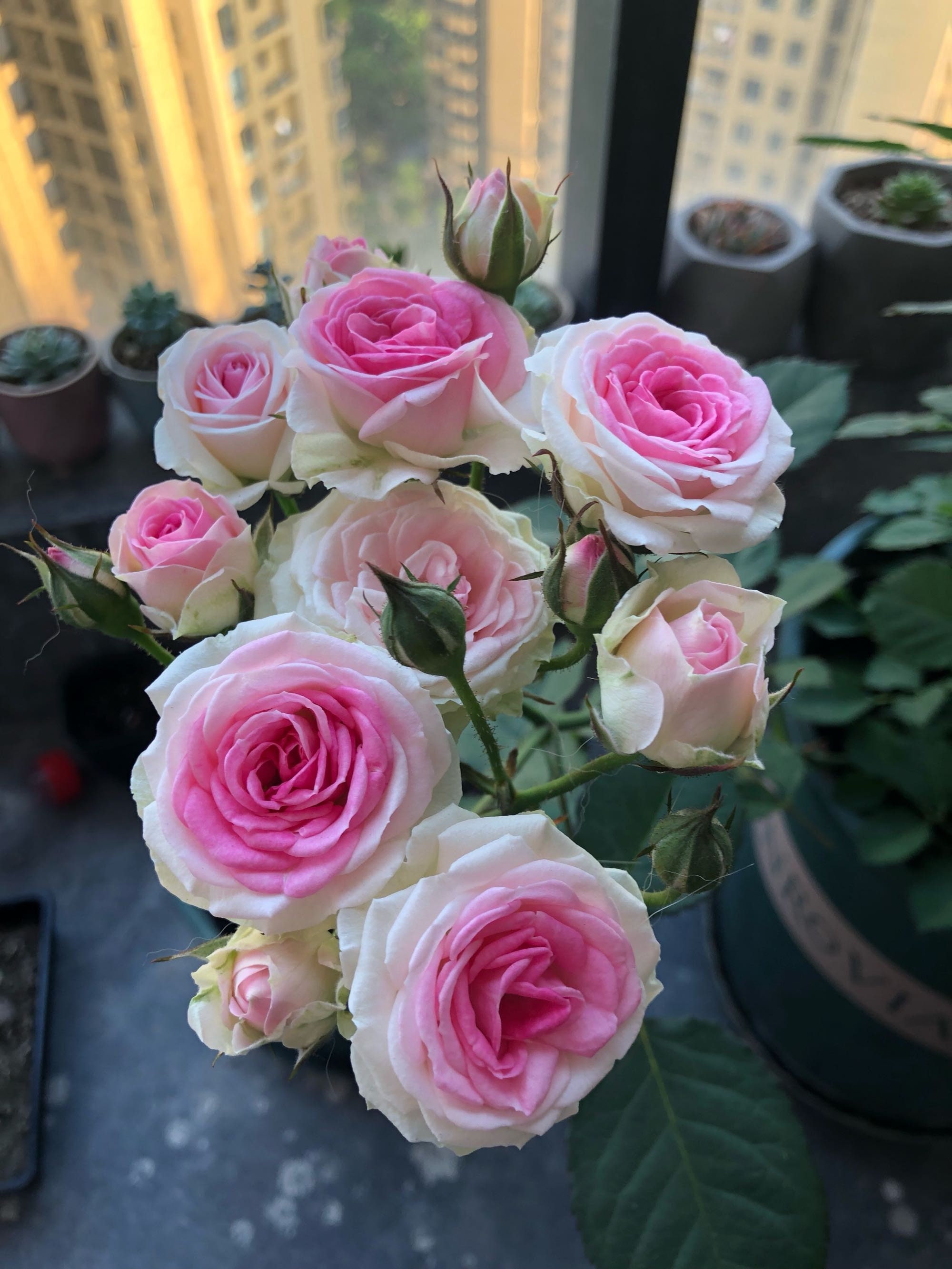 Roséページ 10 Rose Rosa Flower Seeds HW96109-517 - Etsy