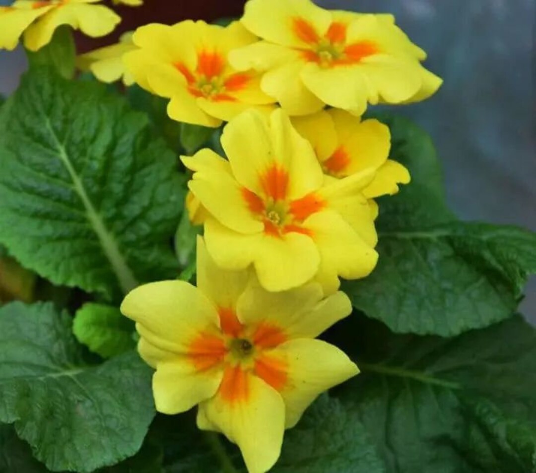 20 Primula Vulgaris Flower Seeds BW91055-15 - Etsy