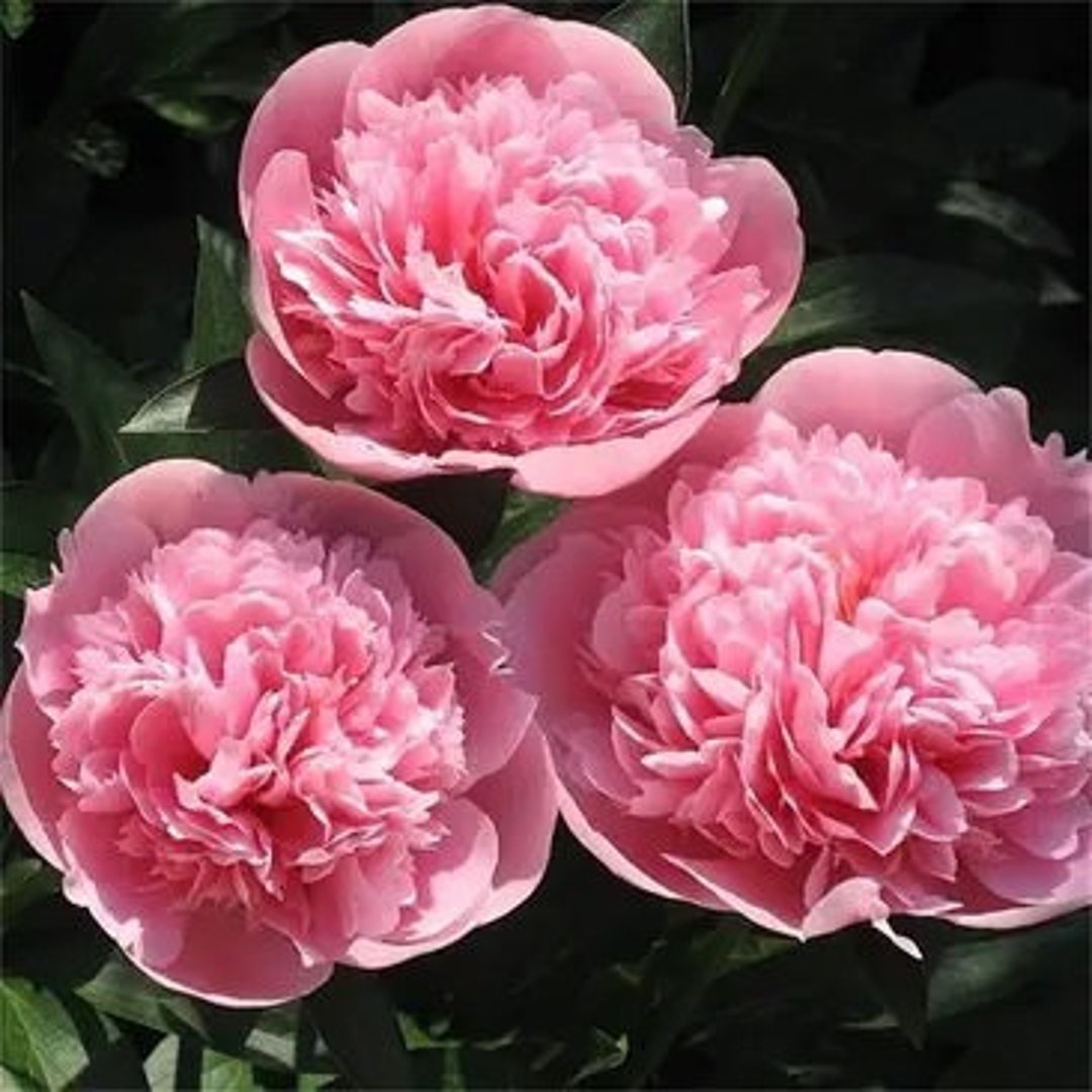 Peony！ Paeonia 'Cytherea' (pink) – Loen Nursery, Inc.