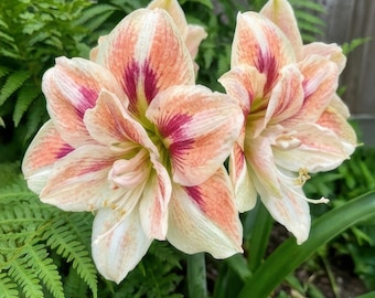 2 Rare Patterned Double Amaryllis Bulb, Exotic Cream & Red Brushed Hippeastrum, Indoor Garden Gift for Collector  FW95210-227