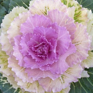10 Mix Decorative Cabbage Seeds Kale CW91020