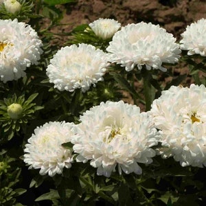 30 Aster Chrysanthemum Flower Seeds White HW93001