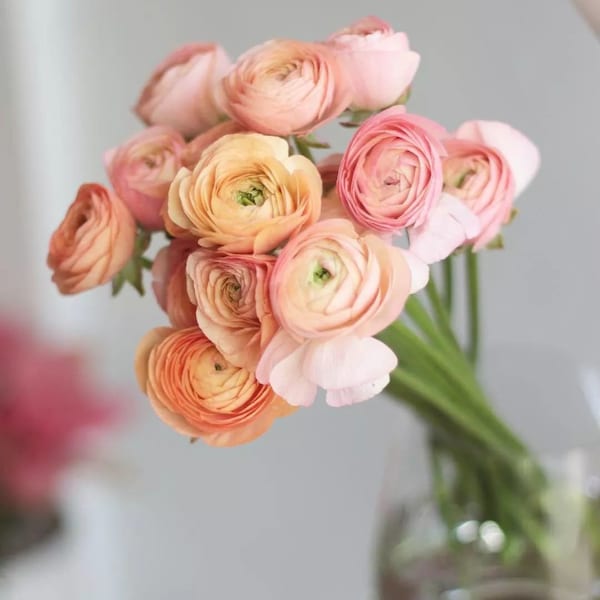 2 Ranunculus Tecolote Flower Bulbs FW95221-7