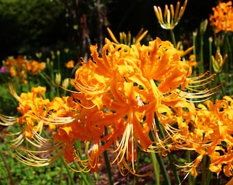 2 Lycoris radiata Bulbs FW95218-7