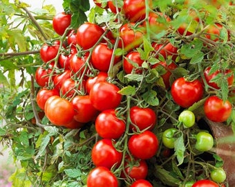 【レッチリとまと】 Tomato | Paramount Seeds Inc